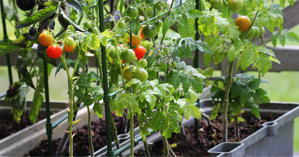 Get Outside, Get gardening! How to Grow Your Own Food | Cincinnati ...